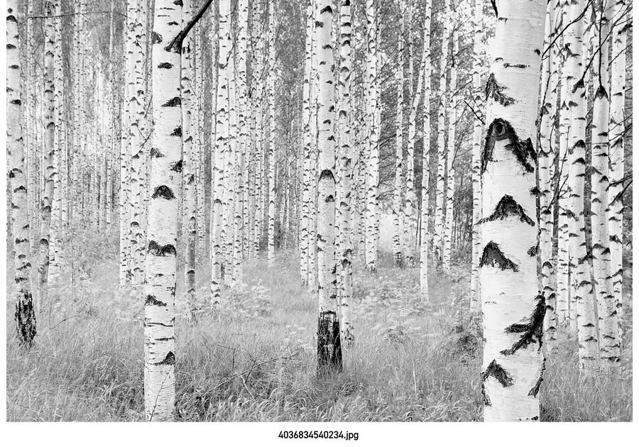 Zdjęcie: Fototapeta Woods XXL VENA