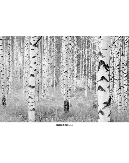 Zdjęcie: Fototapeta Woods XXL VENA