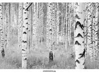 Zdjęcie: Fototapeta Woods XXL VENA
