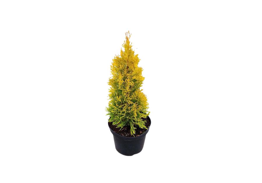 Zdjęcie: Żywotnik zachodni Golden Brabant Thuja occidentalis C3/40-60 cm ŁAZUCCY