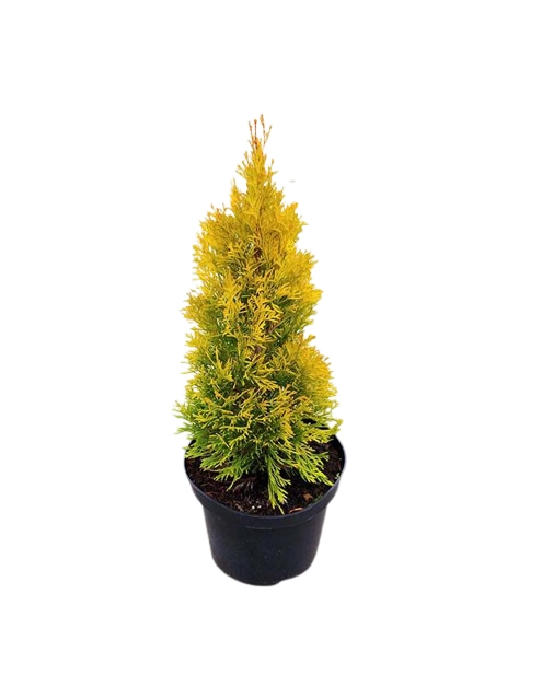 Zdjęcie: Żywotnik zachodni Golden Brabant Thuja occidentalis C3/40-60 cm ŁAZUCCY