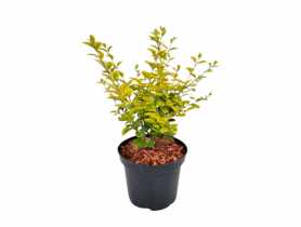 Ligustr okrągłolistny Ligustrum ovalifolium ŁAZUCCY