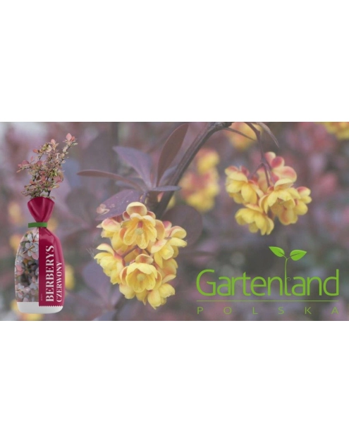 Zdjęcie: Berberys czerwony GARTENLAND