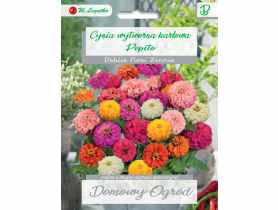 Cynia wytworna karłowa Pepito mieszanka W. LEGUTKO