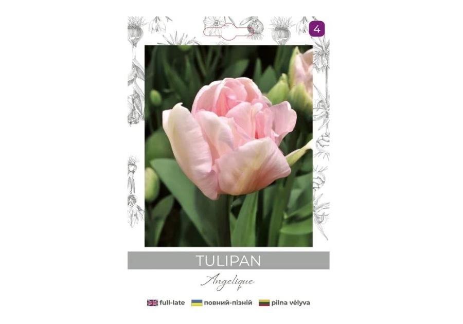 Zdjęcie: Tulipan Angelique różowy 4 sztuki W.LEGUTKO