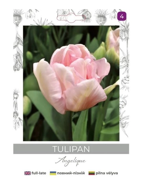 Zdjęcie: Tulipan Angelique różowy 4 sztuki W.LEGUTKO