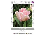 Zdjęcie: Tulipan Angelique różowy 4 sztuki W.LEGUTKO