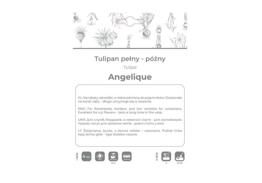 Zdjęcie: Tulipan Angelique różowy 4 sztuki W.LEGUTKO