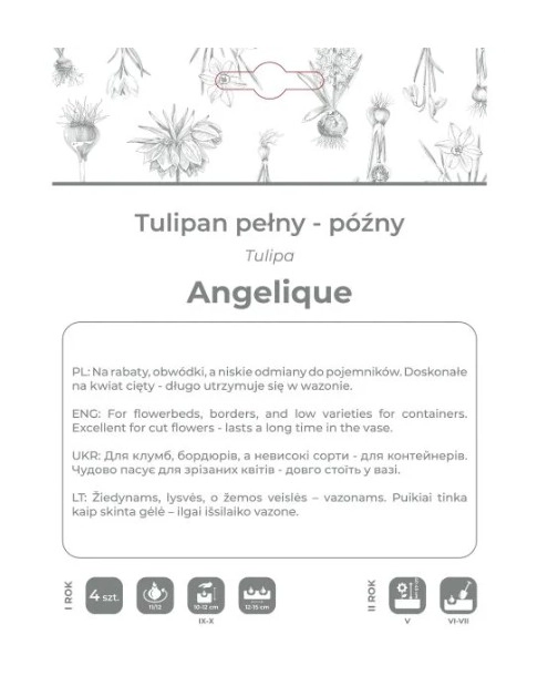 Zdjęcie: Tulipan Angelique różowy 4 sztuki W.LEGUTKO