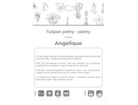 Zdjęcie: Tulipan Angelique różowy 4 sztuki W.LEGUTKO