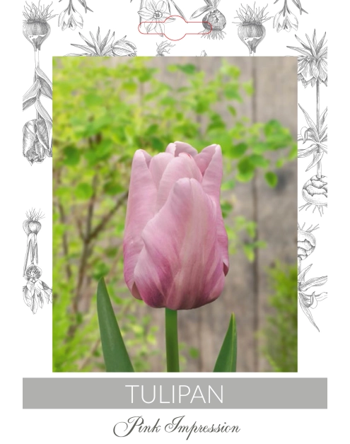 Zdjęcie: Tulipan Pink Impression W.LEGUTKO