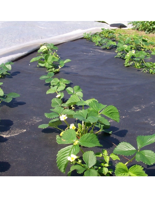 Zdjęcie: Agrowłóknina ściółkująca do truskawek Agro-Marina 50 g czarna 1,2 x 10 m AGRIMPEX