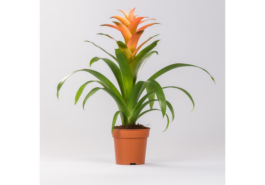 Zdjęcie: Kwiat doniczkowy Guzmania KAMA