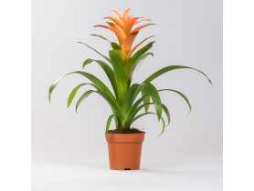 Kwiat doniczkowy Guzmania KAMA