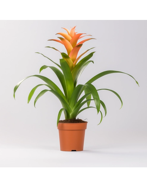 Zdjęcie: Kwiat doniczkowy Guzmania KAMA