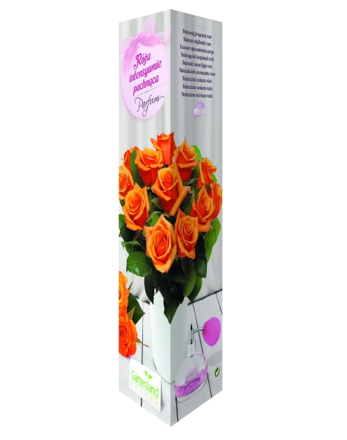 Zdjęcie: Róża pachnąca herbaciana GARTENLAND