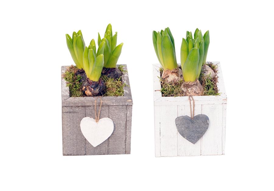 Zdjęcie: Hiacynt drewniana skrzynka z sercem 16x16 cm GMF