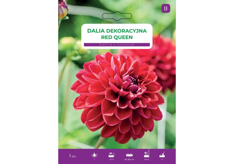 Zdjęcie: Dalia ogrodowa Red Queen LEGUTKO