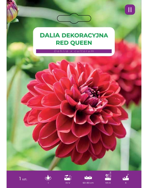 Zdjęcie: Dalia ogrodowa Red Queen LEGUTKO