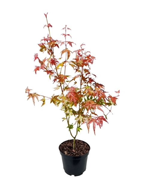 Zdjęcie: Klon palmowy Phoenix sadzonka ŁAZUCCY