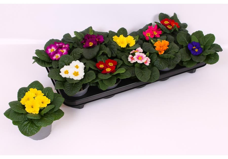 Zdjęcie: Kwiat doniczkowy Prymula KAMA