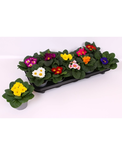 Zdjęcie: Kwiat doniczkowy Prymula KAMA