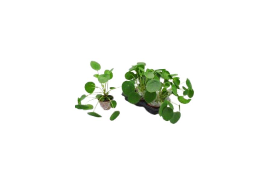 Zdjęcie: Kwiat doniczkowy Pilea KAMA