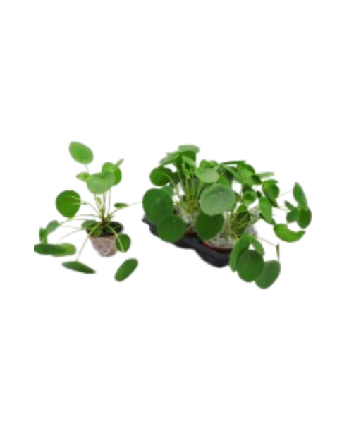 Zdjęcie: Kwiat doniczkowy Pilea KAMA