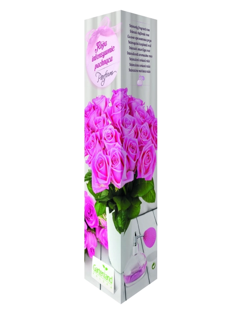 Zdjęcie: Róża pachnąca różowa GARTENLAND