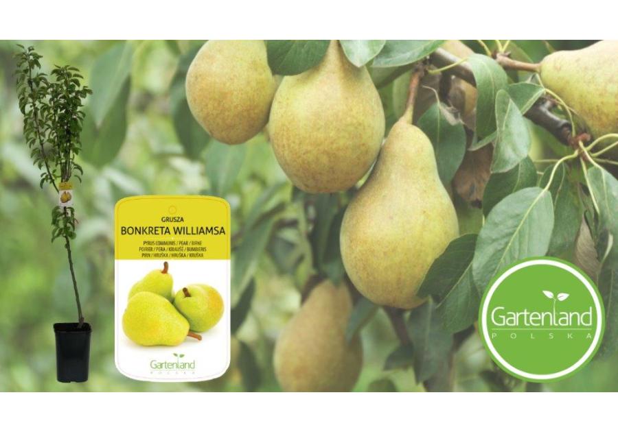 Zdjęcie: Grusza 160-170 cm - 5 L GARTENLAND