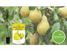 Grusza 160-170 cm - 5 L GARTENLAND