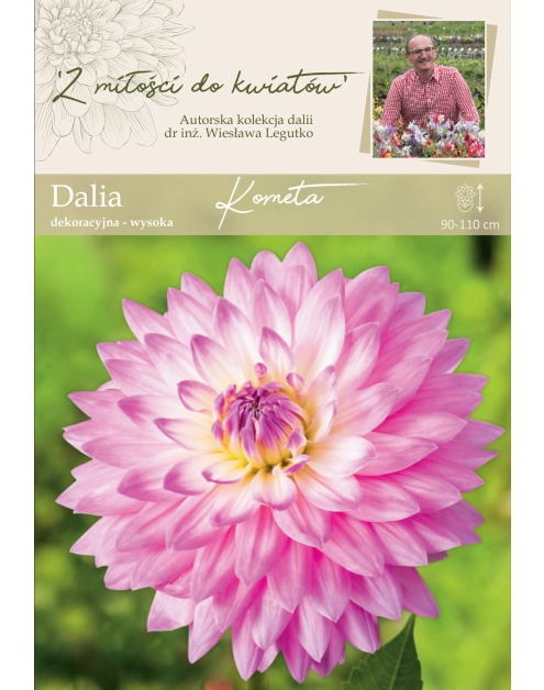 Zdjęcie: Dalia ogrodowa Kometa kolekcja dalii W.LEGUTKO