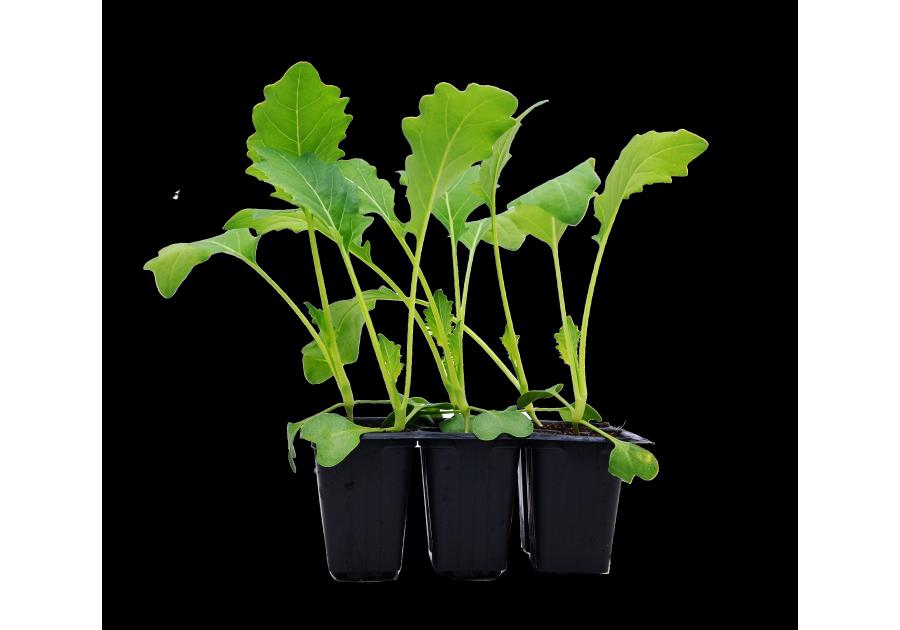 Zdjęcie: Sadzonki pikowane kalafiora 6 szt. 4 FLOWER