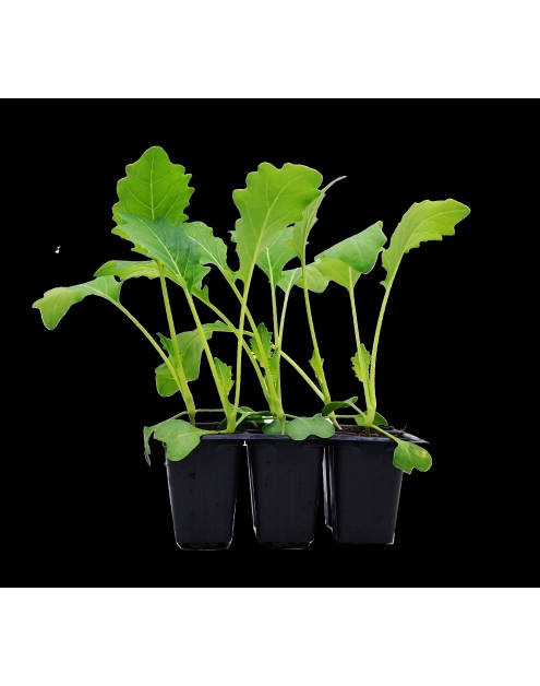 Zdjęcie: Sadzonki pikowane kalafiora 6 szt. 4 FLOWER