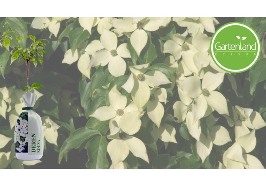 Zdjęcie: Dereń biały GARTENLAND