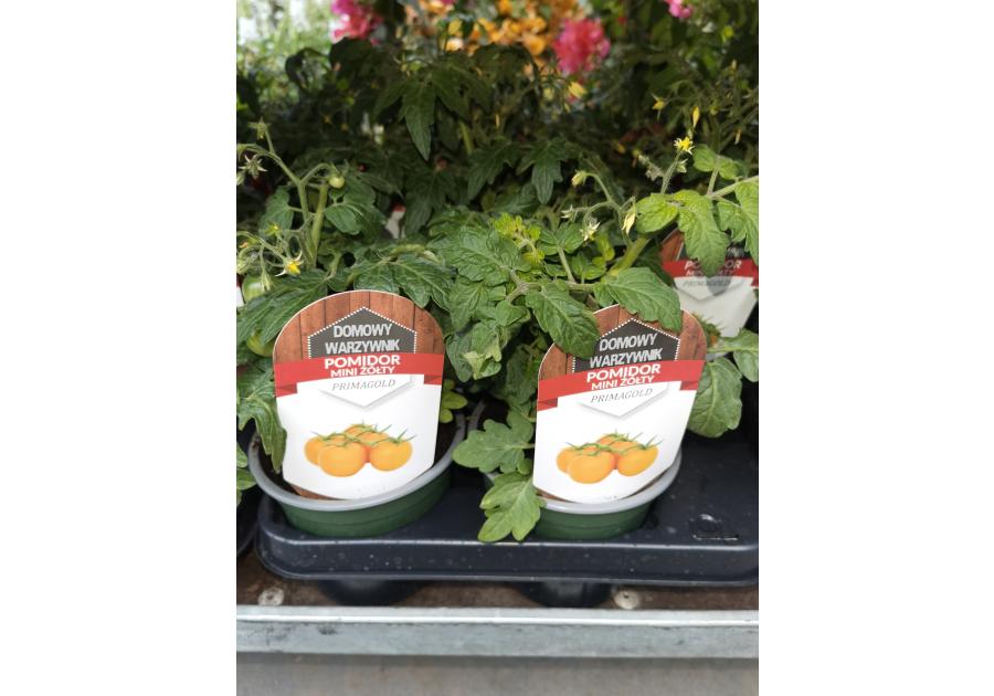 Zdjęcie: Sadzonka pomidora żółtego 4 FLOWER
