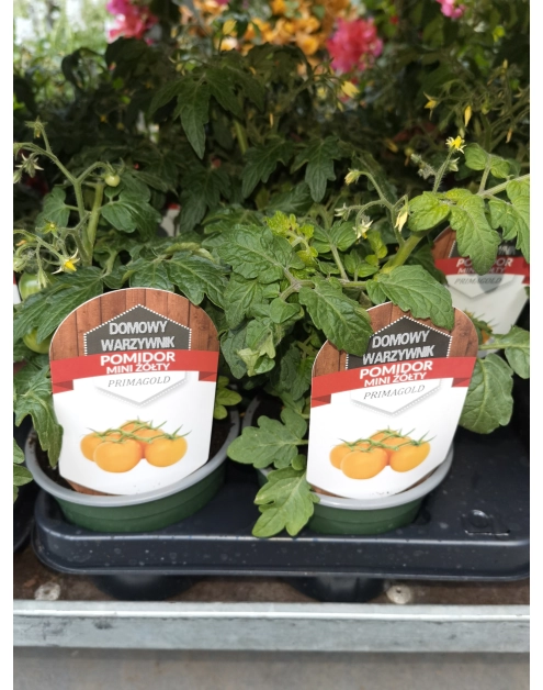 Zdjęcie: Sadzonka pomidora żółtego 4 FLOWER
