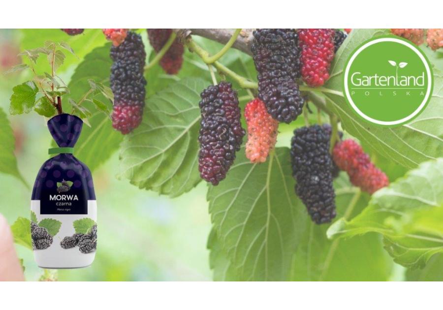 Zdjęcie: Morwa czarna GARTENLAND