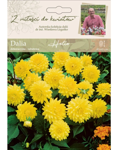 Zdjęcie: Dalia ogrodowa Helio kolekcja dalii W.LEGUTKO