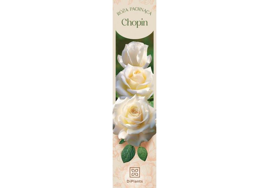 Zdjęcie: Róża pachnąca Chopin DIPLANTS
