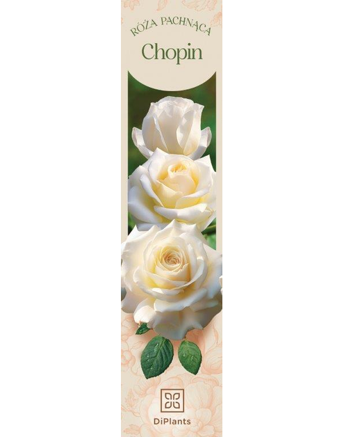 Zdjęcie: Róża pachnąca Chopin DIPLANTS