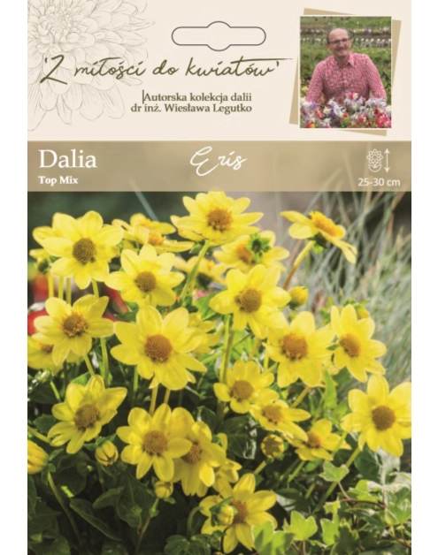 Zdjęcie: Dalia ogrodowa Eris kolekcja dalii W.LEGUTKO