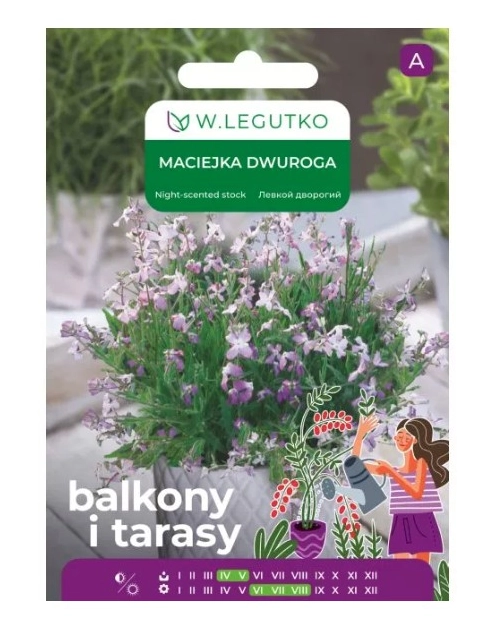 Zdjęcie: Maciejka dwuroga różowolawendowa 2 g na balkon i taras W.LEGUTKO