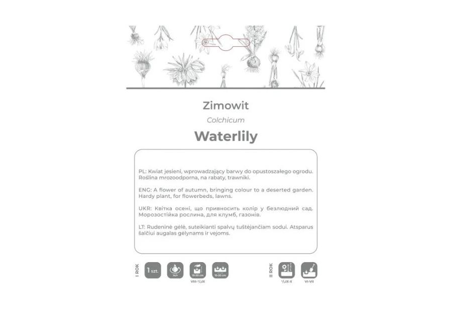 Zdjęcie: Zimowit Waterlily lilaróżowy 1 sztuka W.LEGUTKO