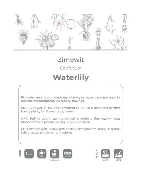 Zdjęcie: Zimowit Waterlily lilaróżowy 1 sztuka W.LEGUTKO
