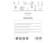 Zdjęcie: Zimowit Waterlily lilaróżowy 1 sztuka W.LEGUTKO
