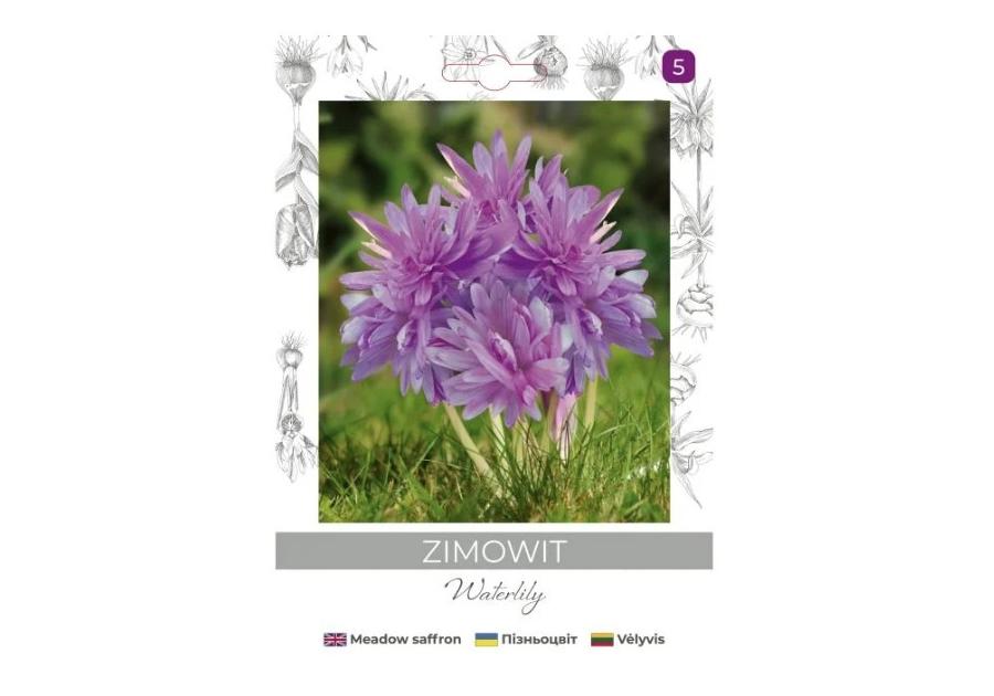 Zdjęcie: Zimowit Waterlily lilaróżowy 1 sztuka W.LEGUTKO