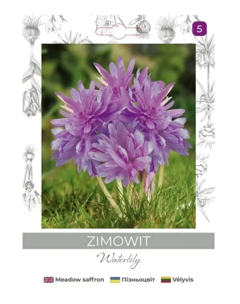 Zdjęcie: Zimowit Waterlily lilaróżowy 1 sztuka W.LEGUTKO
