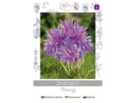 Zdjęcie: Zimowit Waterlily lilaróżowy 1 sztuka W.LEGUTKO
