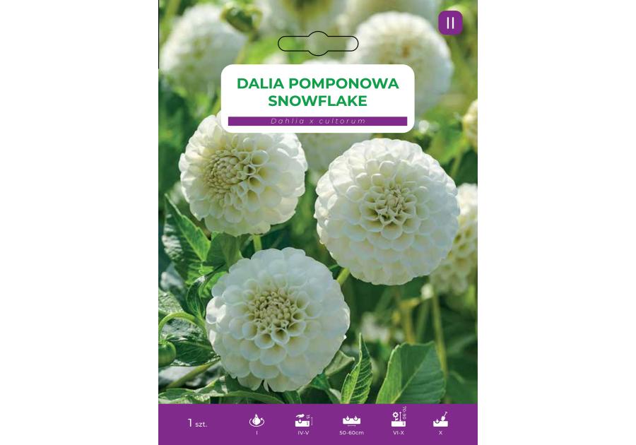 Zdjęcie: Dalia ogrodowa Snowflake LEGUTKO